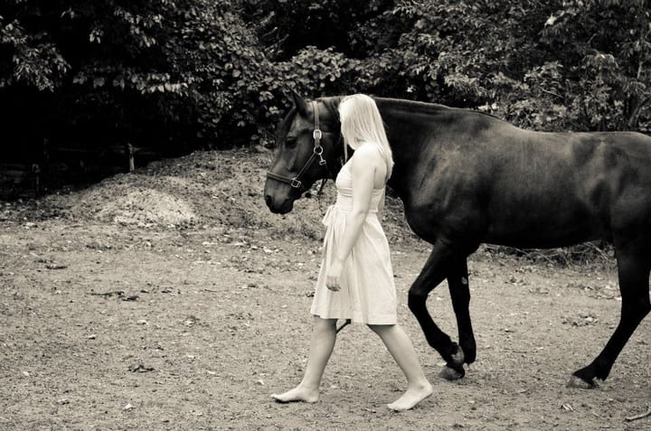 The Presence of an Animal